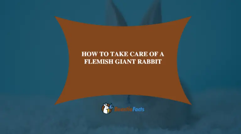 How To Take Care Of A Flemish Giant Rabbit-The Ultimate Care