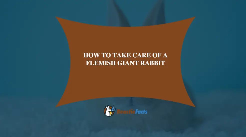 How To Take Care Of A Flemish Giant Rabbit