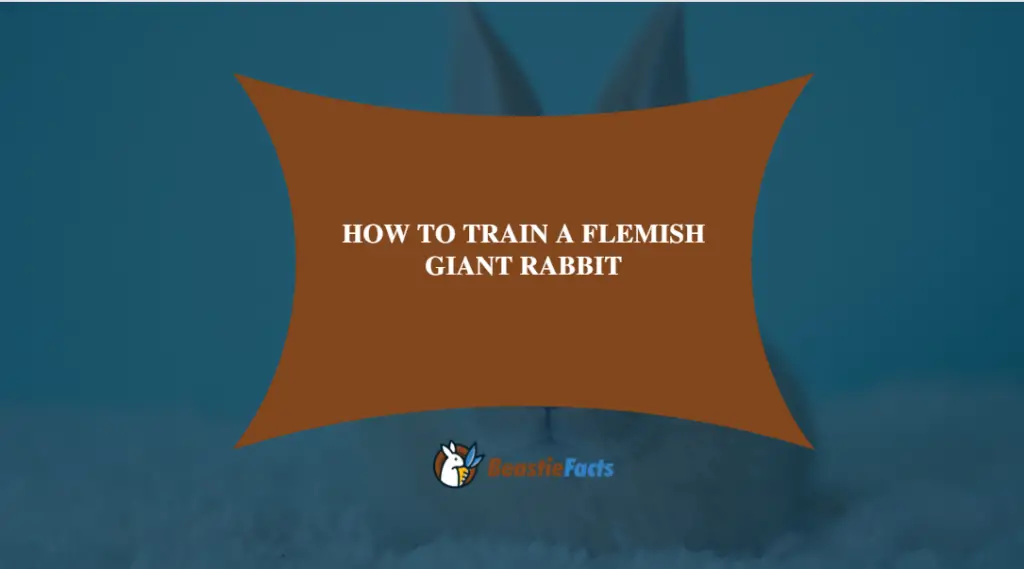 How To Train A Flemish Giant Rabbit