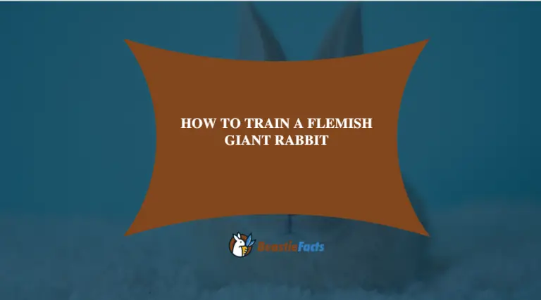 How To Train A Flemish Giant Rabbit – Complete Guide Towards Petting Rabbit