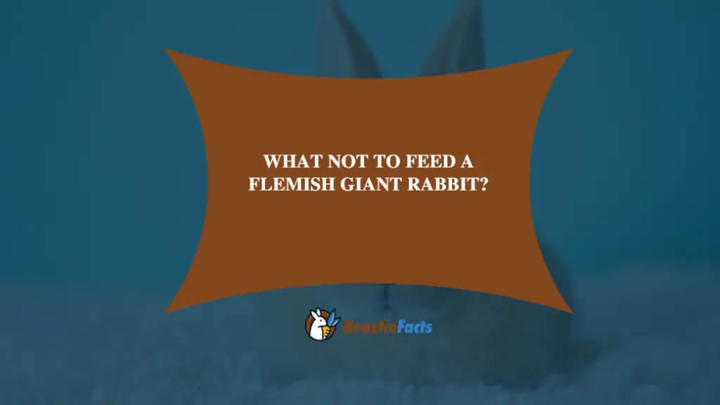 What Not To Feed A Flemish Giant Rabbit