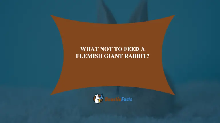 What Not To Feed A Flemish Giant Rabbit?