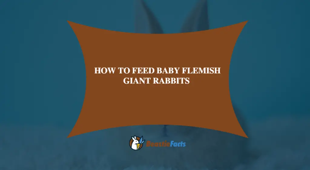 How To Feed Baby Flemish Giant Rabbits