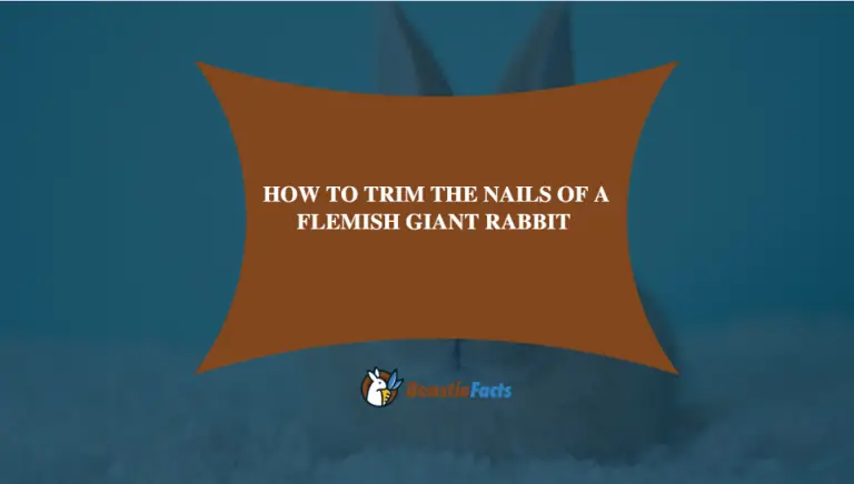 How To Trim The Nails Of A Flemish Giant Rabbit -The Ultimate Leg Grooming