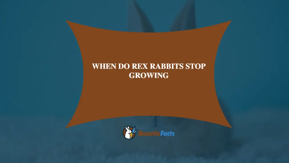 When Do Rex Rabbits Stop Growing