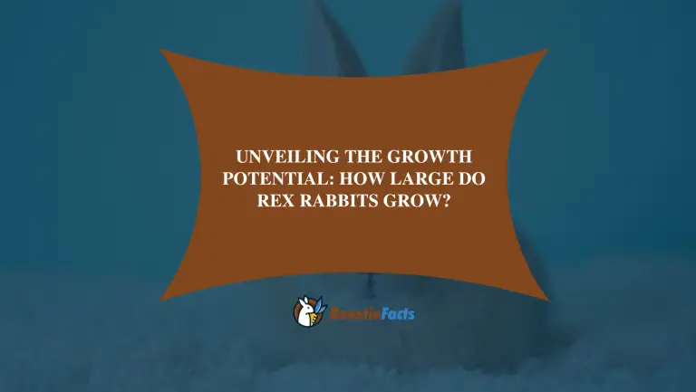 Unveiling the Growth Potential: How Large Do Rex Rabbits Grow?