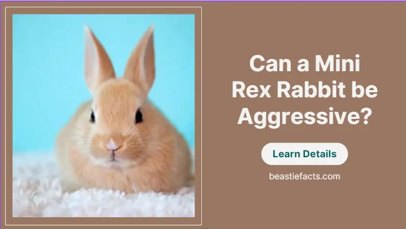 Can a Mini Rex Rabbit be Aggressive?
