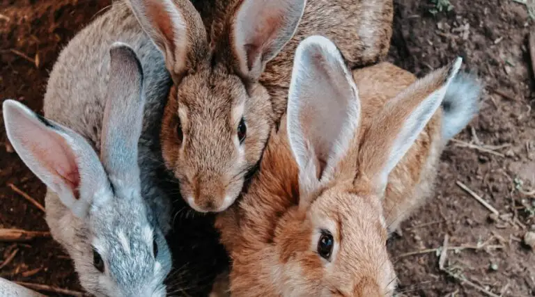 Continental Giant Rabbit vs Flemish Giant: Know All the Differences